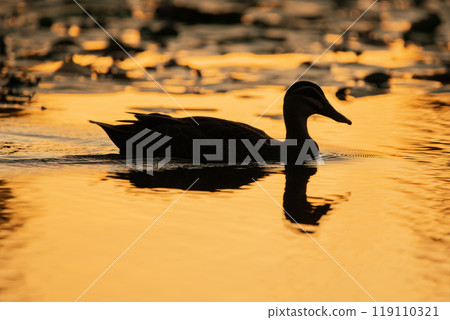 Pacific Black Duck Silhouette Pacific Black Duck Silhouette 119110321