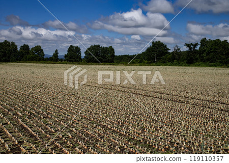 Onion field earth Onion field earth 119110357