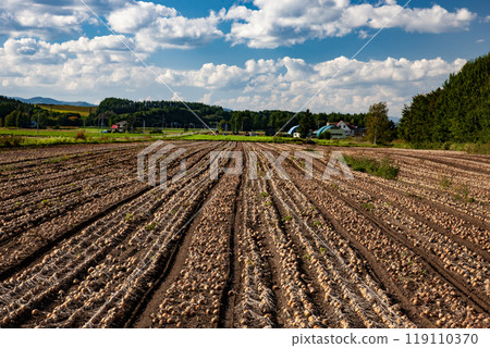 Onion field earth 119110370