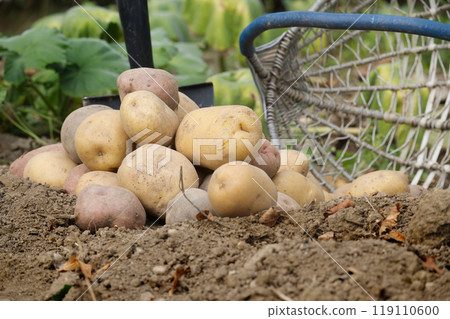 Freshly harvested potatoes in a garden with basket and shovel 119110600