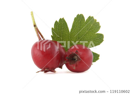 Closeup fresh red common hawthorn berries with green leaves isolated on a white background 119110602