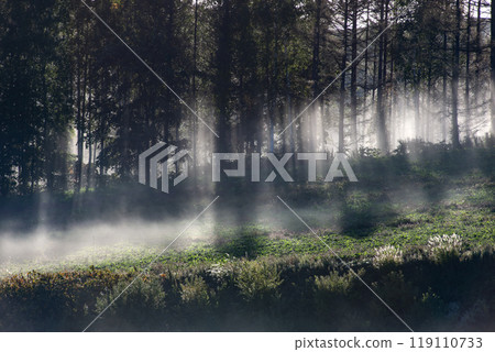 Beautiful morning mist on the hills and land 119110733