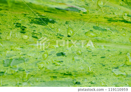 Paraiso Verde or Philodendron paraiso verde or verdant paradise or Philodendron paraiso and rain drop or dew drop or leaf background 119110959