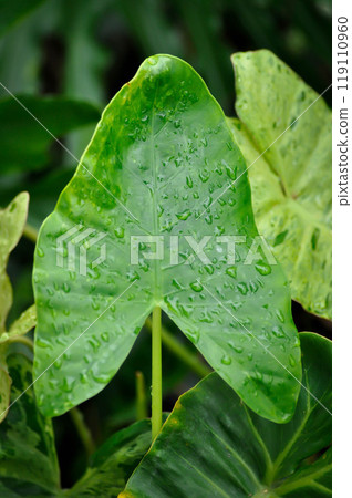 Alocasia, Alocasia macrorrhizos or Alocasia plant or dew drop 119110960