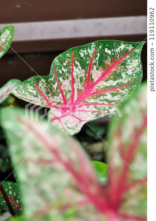Caladium, Caladium Bicolor Vent or Caladium bicolor 119110962