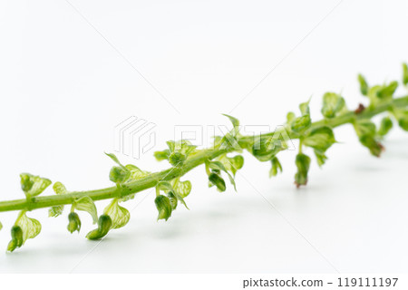 Close-up of perilla leaves 119111197