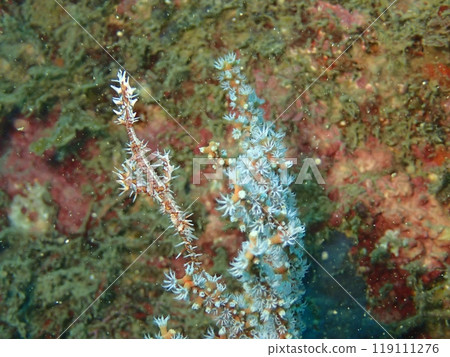 A red ghost pipefish swimming near soft corals 119111276