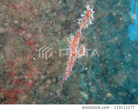 A red ghost pipefish swimming near soft corals 119111277