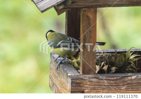 Great tit, Parus major, single bird on feeder. Photo project : Birds Great tit, Parus major, single bird on feeder. Photo project : Birds 119111370