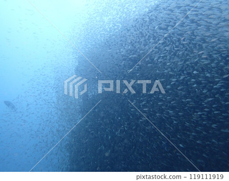 白濱沉船附近住著一大群魚 白濱沉船附近住著一大群魚 119111919