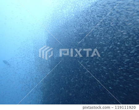 白濱沉船附近住著一大群魚 白濱沉船附近住著一大群魚 119111920
