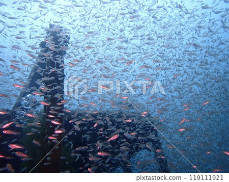 白濱沉船附近住著一大群魚 白濱沉船附近住著一大群魚 119111921