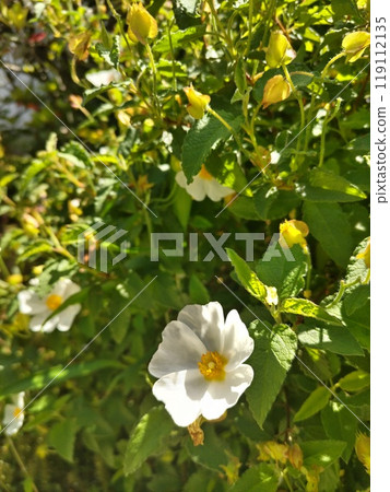 White flowers of the Japanese rose bloom in early summer. 119112135