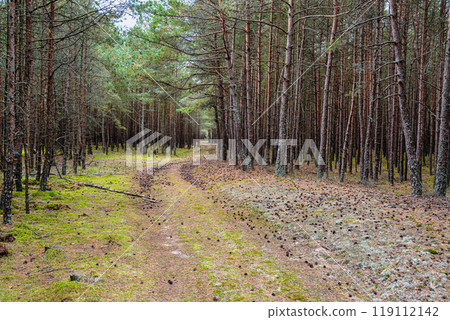 Trail in the coniferous pine forest of the Curonian spit national Park. Russia 119112142