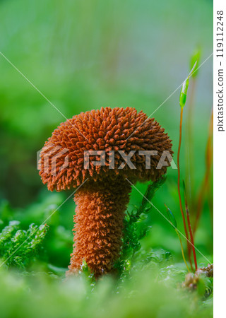 Vibrant Fungi and Moss in Their Natural Habitat, Showcasing Their Unique Beauty and Biodiversity. Shaggy scalycap - Pholiota squarrosa Vibrant Fungi and Moss in Their Natural Habitat, Showcasing Their Unique Beauty and Biodiversity. Shaggy scalycap - Pholiota squarrosa 119112248