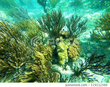 Beautifiul underwater colorful coral reefs Beautifiul underwater colorful coral reefs 119112380