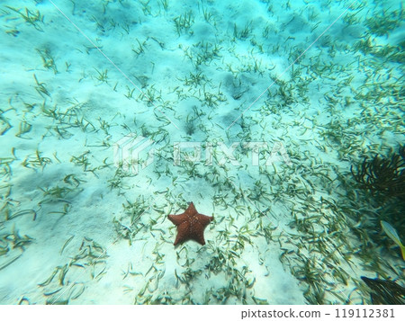Beautifiul underwater colorful coral reefs 119112381
