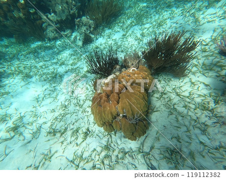Beautifiul underwater colorful coral reefs Beautifiul underwater colorful coral reefs 119112382