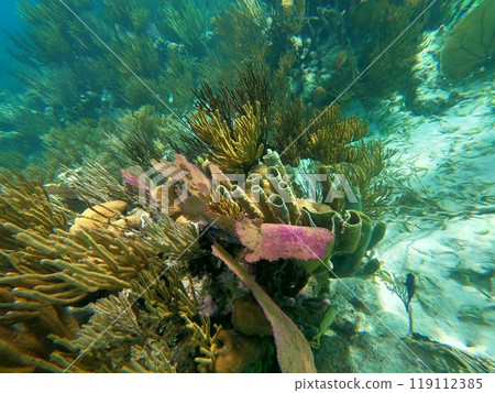 Beautifiul underwater colorful coral reefs 119112385