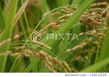 Rice of rice 119112629