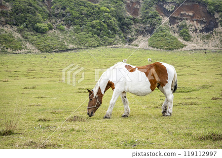 Horses grazing at Kusasenrihama Beach, Aso Kuju National Park, Kumamoto Prefecture 119112997