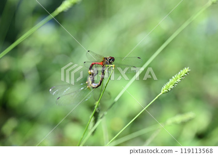 Male and female red dragonfly, Mayutateakane Male and female red dragonfly, Mayutateakane 119113568