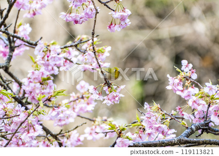 靜岡縣加茂郡河津町河津櫻花和繡眼鳥 119113821