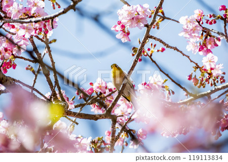 Kawazu cherry blossoms and Japanese white-eyes in Kawazu Town, Kamo District, Shizuoka Prefecture 119113834