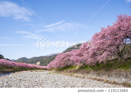 靜岡縣加茂郡河津町河津櫻花樹和河津川 119113860