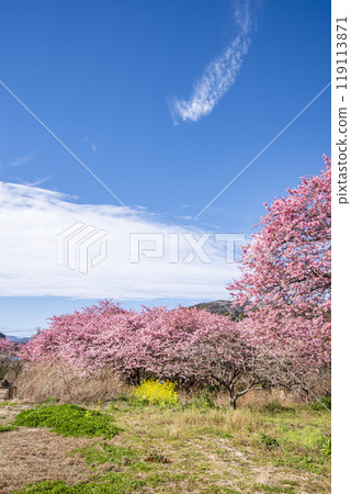 Kawazu Cherry Blossoms, Kawazu Town, Kamo District, Shizuoka Prefecture Kawazu Cherry Blossoms, Kawazu Town, Kamo District, Shizuoka Prefecture 119113871