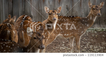 Chital (Axis axis) Spotted deer 119113904