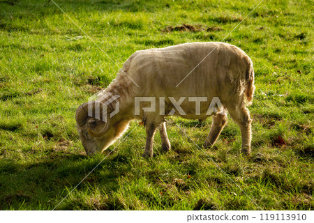 white sheep grazing on the farm 119113910