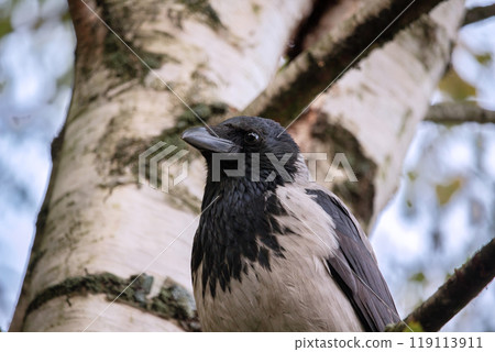 Corvus cornix is a Eurasian bird species in the crow genus Corvus cornix is a Eurasian bird species in the crow genus 119113911