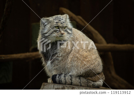 Pallas cat (Otocolobus manul). Manul is living in the grasslands and montane steppes of Central Asia. Pallas cat (Otocolobus manul). Manul is living in the grasslands and montane steppes of Central Asia. 119113912