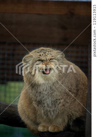 Manul is living in the grasslands and montane steppes of Central Asia. Manul is living in the grasslands and montane steppes of Central Asia. 119113915