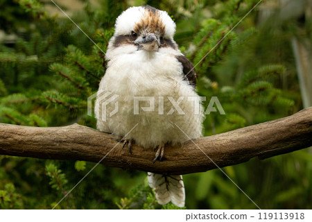 Blue-winged kookaburra, laughing kookaburra. Australia. 119113918