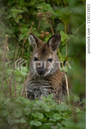 Red-necked wallaby (Macropus rufogriseus) Red-necked wallaby (Macropus rufogriseus) 119113923