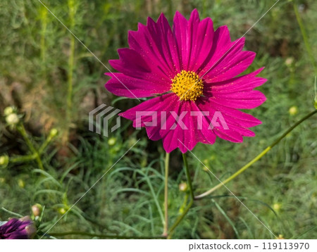 Pink cosmos flowers blooming in the autumn fields Pink cosmos flowers blooming in the autumn fields 119113970
