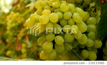 Large clusters of ripe white grapes with dewdrops on the vineyard vine in the garden. Large clusters of ripe white grapes with dewdrops on the vineyard vine in the garden. 119113985