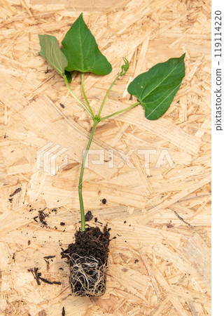 Seeding with root ball on wooden board 119114220