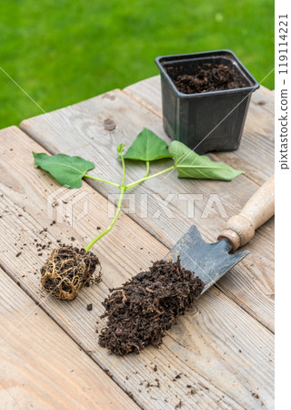 Process of transplanting vegetable seedling into plastic contain Process of transplanting vegetable seedling into plastic contain 119114221