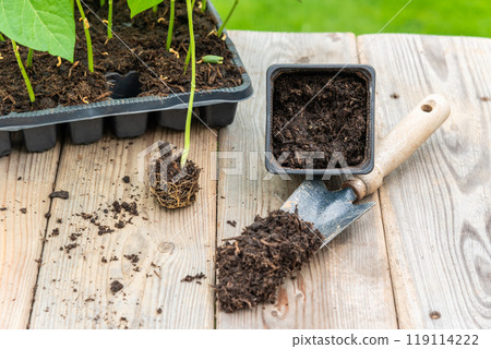 Potting up vegetable seedling into plastic container, spade fil Potting up vegetable seedling into plastic container, spade fil 119114222