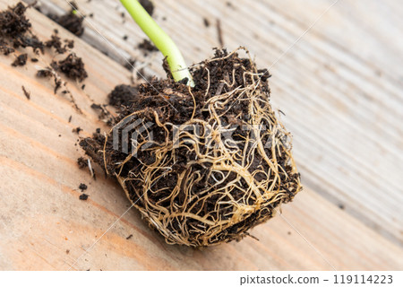 Tray with vegetable seedling on wooden work bench 119114223