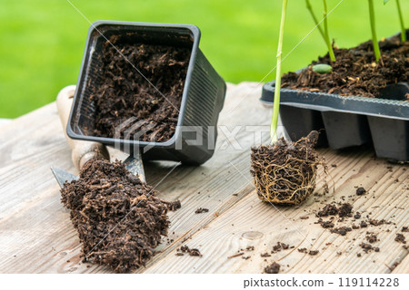 Potting up vegetable seedling into plastic container,  spade fil 119114228