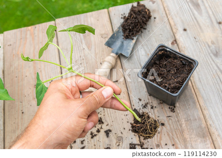 Gardener transplanting young seedling into bigger container Gardener transplanting young seedling into bigger container 119114230