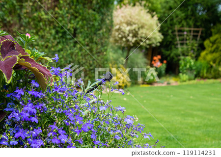 Drip irrigation with bubbler and tube over the flower pot on gar Drip irrigation with bubbler and tube over the flower pot on gar 119114231