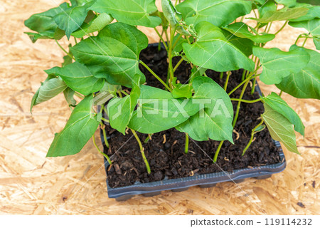 Seedlings in a plastic tray ready to be planted in the garden 119114232