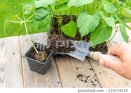 Gardener transplanting young seedling into bigger container 119114235
