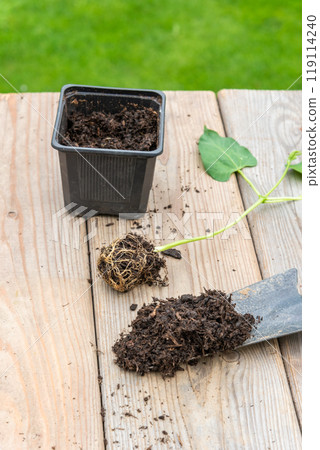 Process of transplanting vegetable seedling into plastic contain 119114240