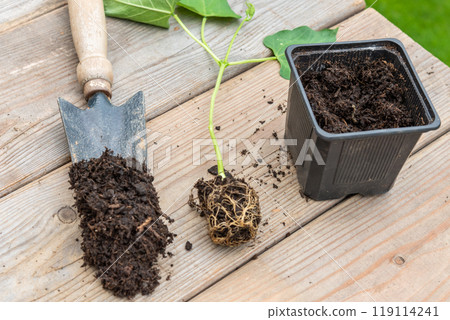 Process of transplanting vegetable seedling into plastic contain 119114241